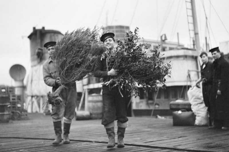 Two sailors carrying a Christmas tree and holly at Gladstone Dock. 