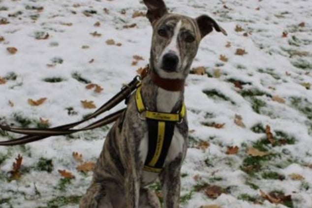 Jill is looking for a quiet home who will be patient with her and give her time to build up her confidence. She would benefit from a home with no other pets and children aged 11 or over.