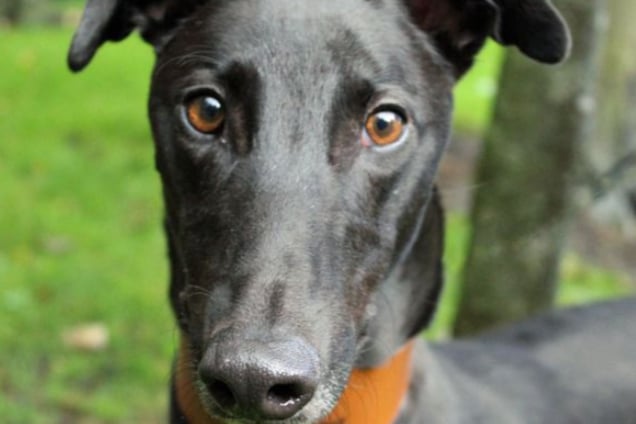 Gary is an ex racing Greyhound and has likely lived in a kennel environment rather than a home. He'll probably need house training but adult dogs do pick it up quickly, and he'll need some basic training also. He's a large boy who loves to cuddle, so probably best with robust kids aged 14 and up