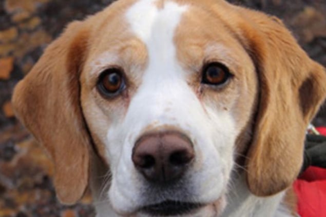 Elsa is a lovely Beagle looking for a home with her mum Sophie. Elsa and Sophie could live with children over the age of 8, but not cats, and need to be the only dogs at home. She is house trained, and built up over time could be left for around 3-4 hours.