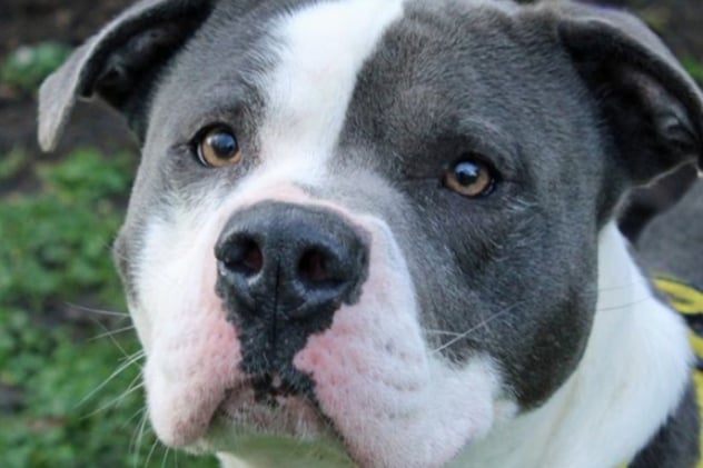 Bronson can live with teenagers but when it comes to other dogs he can be rowdy and doesn’t listen, so he’s best as the only dog at home. He’s super friendly, but just needs a loving family to help him channel his energy.