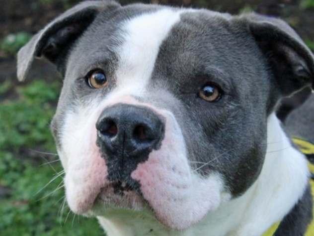 Bronson can live with teenagers but when it comes to other dogs he can be rowdy and doesn’t listen, so he’s best as the only dog at home. He’s super friendly, but just needs a loving family to help him channel his energy.