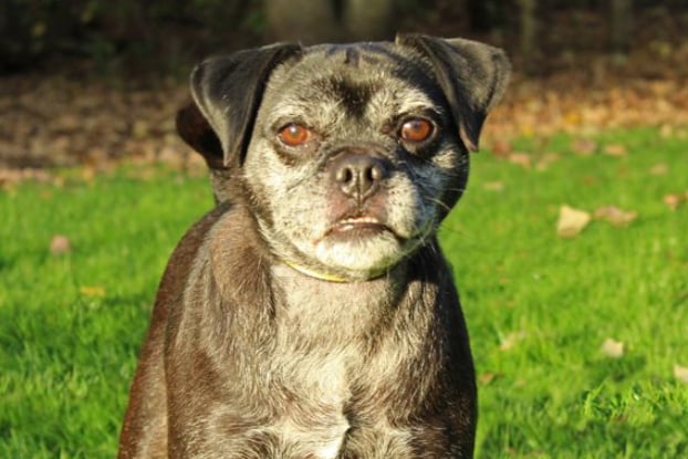 Dexter is a Pug-cross looking for a home free from any other pets, and where any children must be over the age of 16. He is a very sweet, but nervous chap who is looking for somebody who has time and patience to allow him to come round slowly and in his own time.