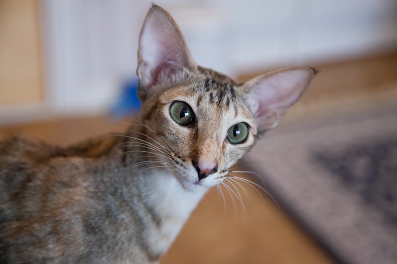 While the name may suggest that it is an exotic cat, the Oriental breed is actually British. Their ancestors include the Siamese cats. They are lean, medium sized, and lithe. These are active cats and would want access to the outside since they are high energy. (Photo - Pexels/Krista)