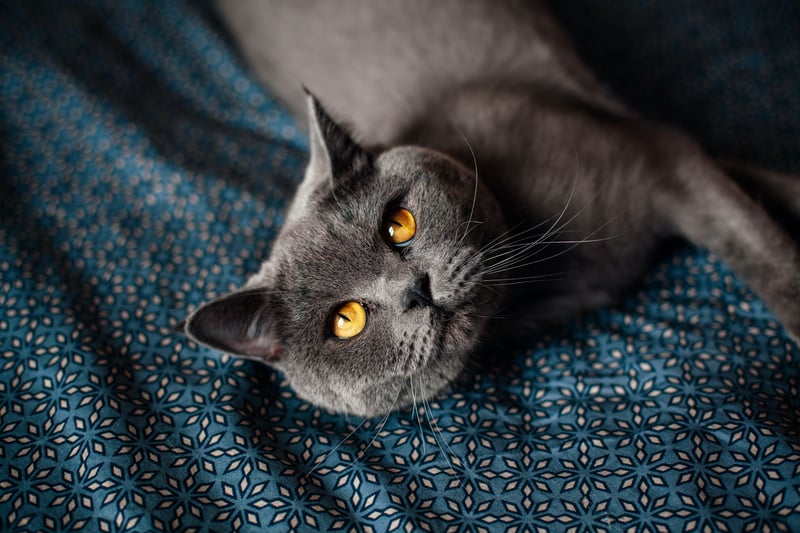 The British shorthair has been in existence for hundreds of years and is one of the most common breeds in the UK. They are sweet and affectionate and make for great indoor pets. They come in many colours and coat patterns. It’s easy to find one of them in any animal charity. (Photo - pexels/i̇sra-nilgün-özkan)