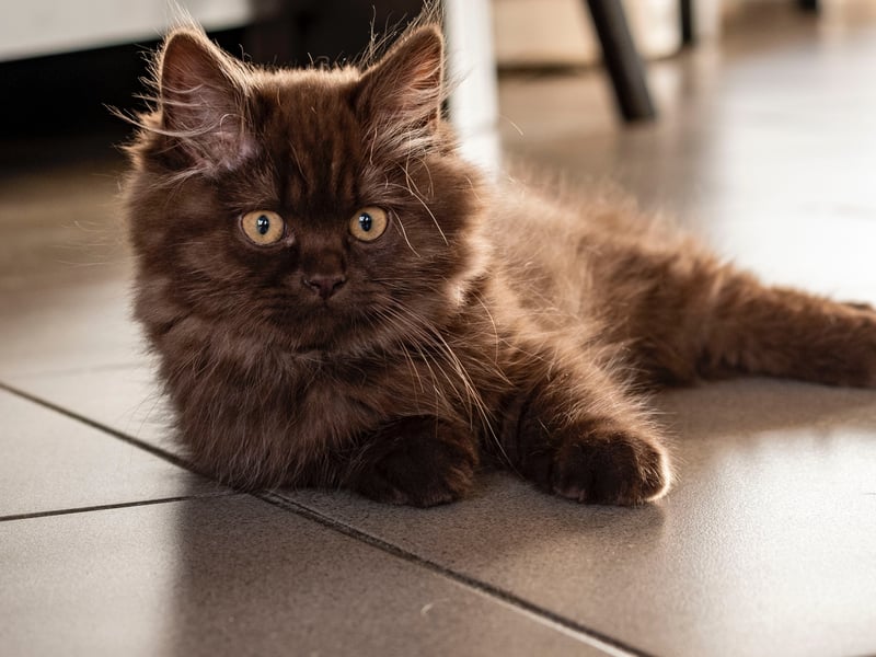 The British longhair is a relative of the British shorthair cat. They are friendly and affectionate which can live with a family. The longhair is a result of crossbreeding between the British shorthair and Persian cats. (Photo - pexels/marianne-rixhon)