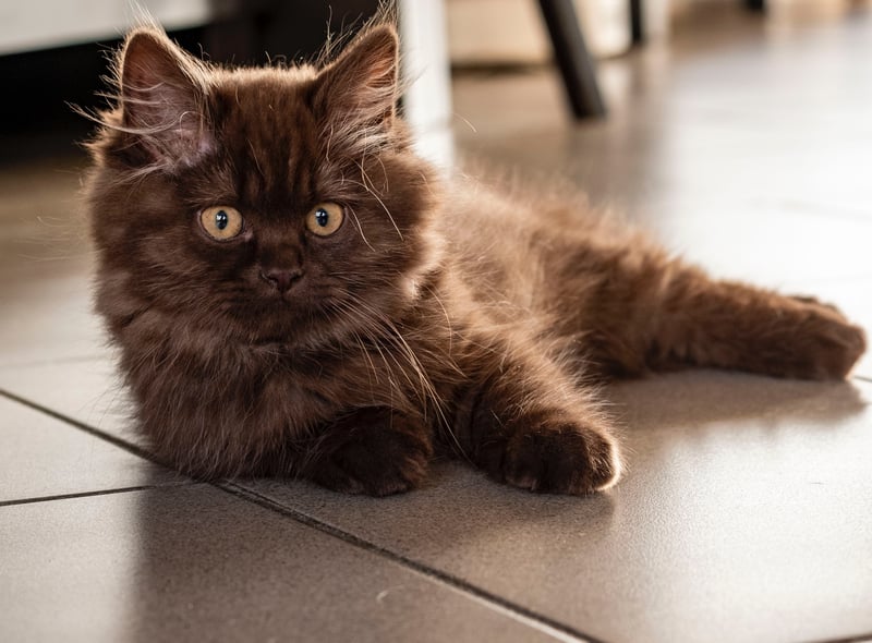 The British longhair is a relative of the British shorthair cat. They are friendly and affectionate which can live with a family. The longhair is a result of crossbreeding between the British shorthair and Persian cats. (Photo - pexels/marianne-rixhon)