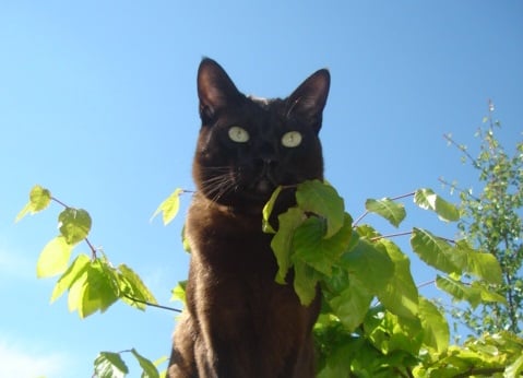 The Asian cat breed was developed in England in the 1980s and bear similarity to the Burmese, and that’s because the Burmese is an ancestor. The Asian cat was a result of crossbreeding Burmese and Chinchilla cats. These cats are affectionate and chatty and make for great companions. (Photo - Wikimedia/Scotia)