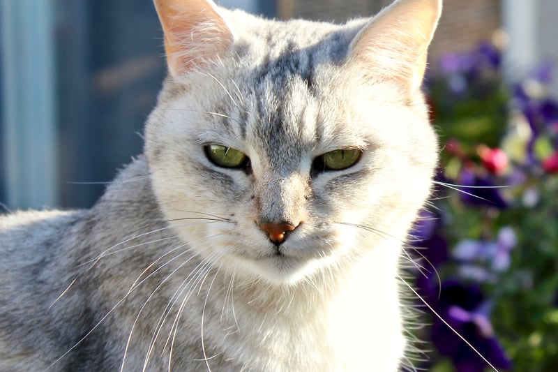 This cat is a crossbreed from England and it happened as a result of an accidental mating between a male chinchilla cat and a lilac female Burmese cat. Like the Persian and Burmese cats, the Burmilla are stunning to look at and are of a sweet nature. (Photo - Pexels/Ahmed Al Nussairi)