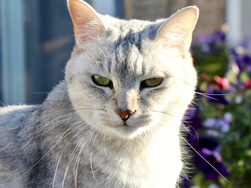 This cat is a crossbreed from England and it happened as a result of an accidental mating between a male chinchilla cat and a lilac female Burmese cat. Like the Persian and Burmese cats, the Burmilla are stunning to look at and are of a sweet nature. (Photo - Pexels/Ahmed Al Nussairi)
