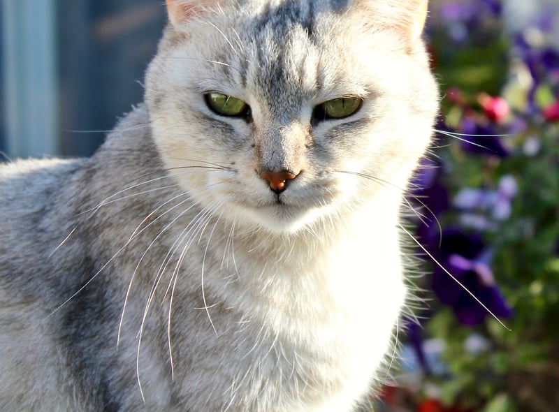 This cat is a crossbreed from England and it happened as a result of an accidental mating between a male chinchilla cat and a lilac female Burmese cat. Like the Persian and Burmese cats, the Burmilla are stunning to look at and are of a sweet nature. (Photo - Pexels/Ahmed Al Nussairi)