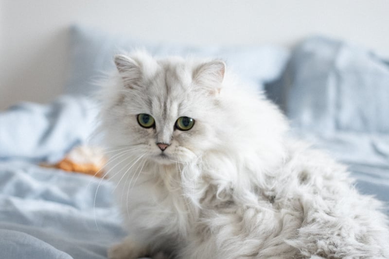 The Chinchilla has white fur and gorgeous green eyes. It also seems like its wearing kohl around the eyes. It is a type of Persian cats and was bred for its colour. The cat was bred in England and was first seen in 1894 in Crystal Palace, London. (Photo - Pexels/Ekaterina Bolovtsova)