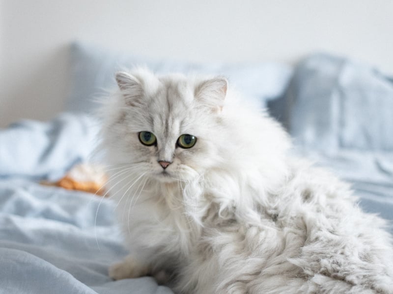 The Chinchilla has white fur and gorgeous green eyes. It also seems like its wearing kohl around the eyes. It is a type of Persian cats and was bred for its colour. The cat was bred in England and was first seen in 1894 in Crystal Palace, London. (Photo - Pexels/Ekaterina Bolovtsova)