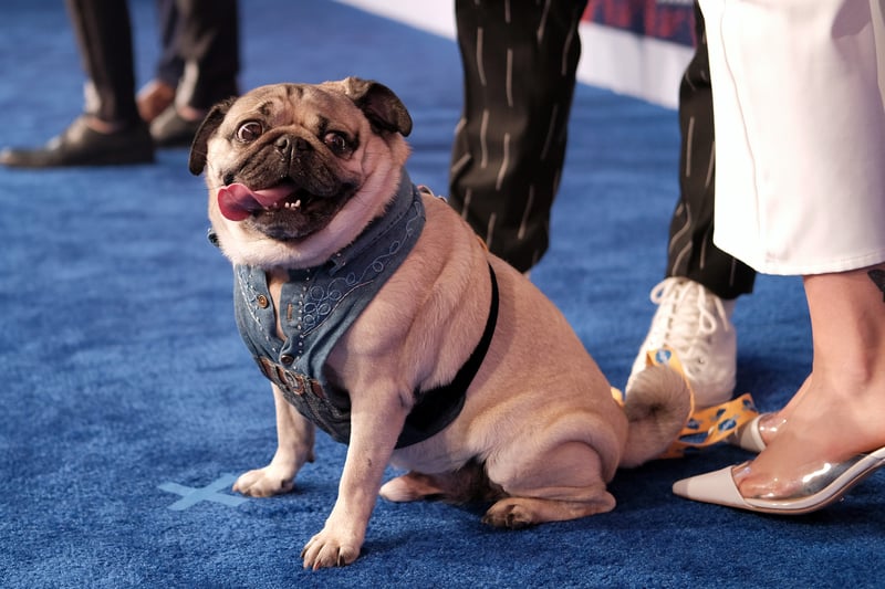 Internet celebrity Doug the Pug has brought in over $1m during his career. Doug has appeared in music videos, published books and launched merchandise. Picture: Jason Kempin/Getty Images for CMT