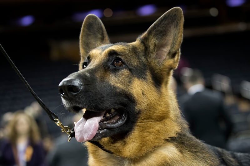 This German Shepherd is worth an estimated £419m, according to All About Cats. His fortune was inherited by his grandfather Gunther III from a German heiress in 1992. 