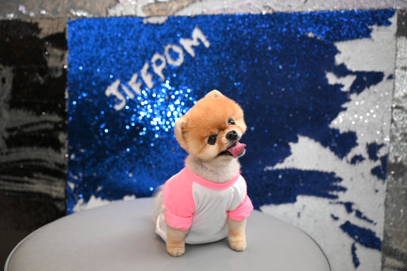 Being an Instagram influencer isn’t limited to just humans as Jiffpom proves. The internet famous pooch has 9.5m followers and has amassed a fortune of £20.9m. Photo by Andrew Toth/Getty Images for Beverly Center 