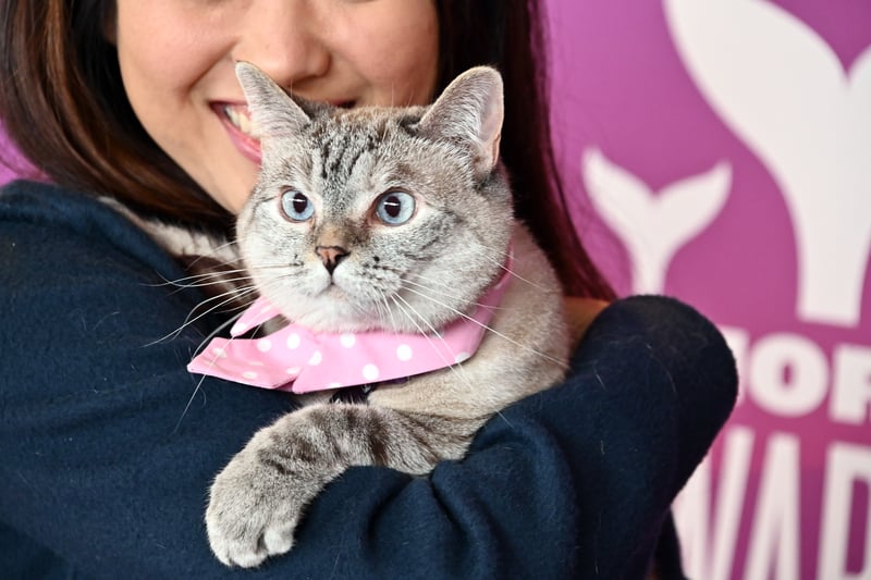 Nala the Cat is the second richeston All About Cat’s list.  They have over 4m follows on Instagram as well as their own premium cat food brand, which is the source of Nala’s £83.8m wealth.(Photo by Astrid Stawiarz/Getty Images for Shorty Awards)