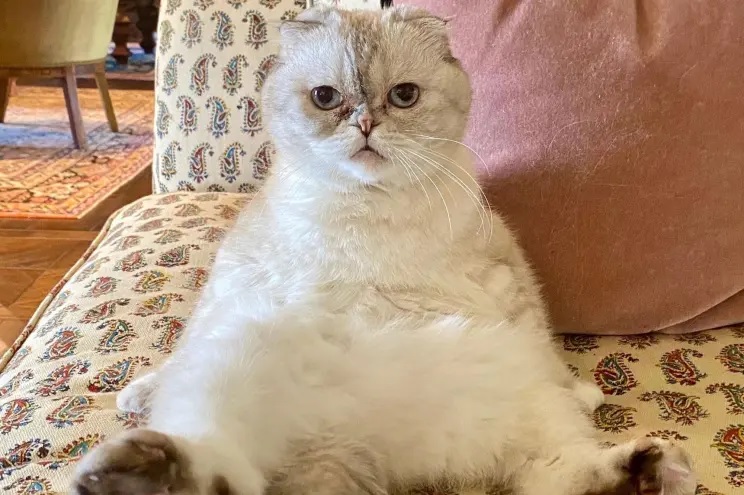 Taylor Swift’s cat, named after a character from Law and Order SVU, is almost as successful as her owner. All About Cats says Olivia Benson has made her £81m fortune via appearing in adverts and having a merch line. Photo: Taylor Swift/ Twitter