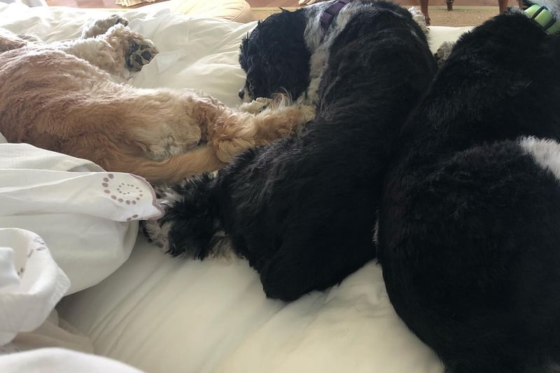 Sadie, Sunny, Lauren, Layla, and Luke, Oprah Winfrey’s dogs, are fourth on All About Cats rich list. The pampered pooches are set to inherit £25m from Oprah. Picture: Oprah Winfrey/ Instagram