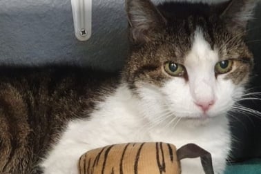 Smudge is one of the sweetest cats you will ever meet and wants only a warm bed and your love and attention. He is 16-years-old and arrived at the rescue centre due to his owner’s ill health.