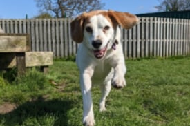 Pepe is generally a very loving, playful and outgoing boy. He is a typical Beagle who loves his walks and foraging, often burying any sticks that he may find on his travels. He would benefit from an owner who shares his love for the great outdoors!