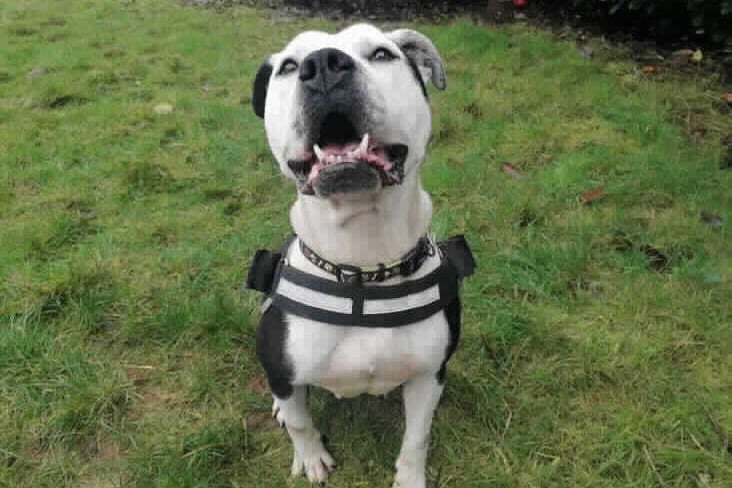 She is a 3-year-old Bull Terrier crossbreed. Her coat is black and white in colour. She was found tied up on a canal towpath. Phoebe could live with a suitable dog after successful meets at the centre. If there are children, they should mid teens and older. (Photo - RSPCA)
