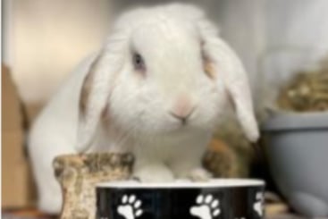 Snoopy is a happy tri-colour Lop who loves his food. He’d be suited to a home with another rabbit.