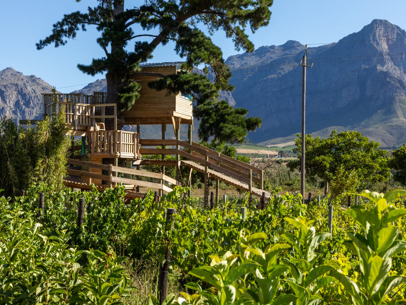 The Love Island villa features a tree house