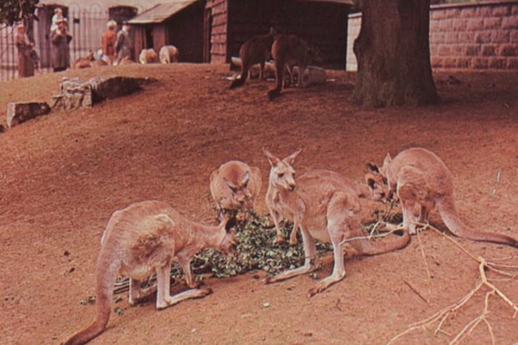 Up to its closure, Bristol Zoo had a Goodfellow tree kangaroo called Kiri - but long before that in the 1960s there was a mob of kangaroos living at the zoo. Here are six pictured.