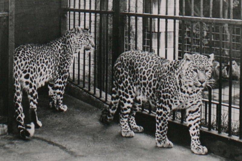 Leopards were among the big cats which were once at the zoo, as this postcard from the 1940s shows