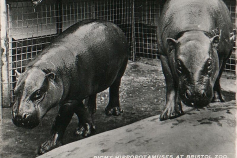Pigmy Hippoptamuses were a feature at Bristol Zoo until 2021 when Sirana, who had lived at the zoo since 2009, was moved to Gulf Breeze Zoo in Florida.