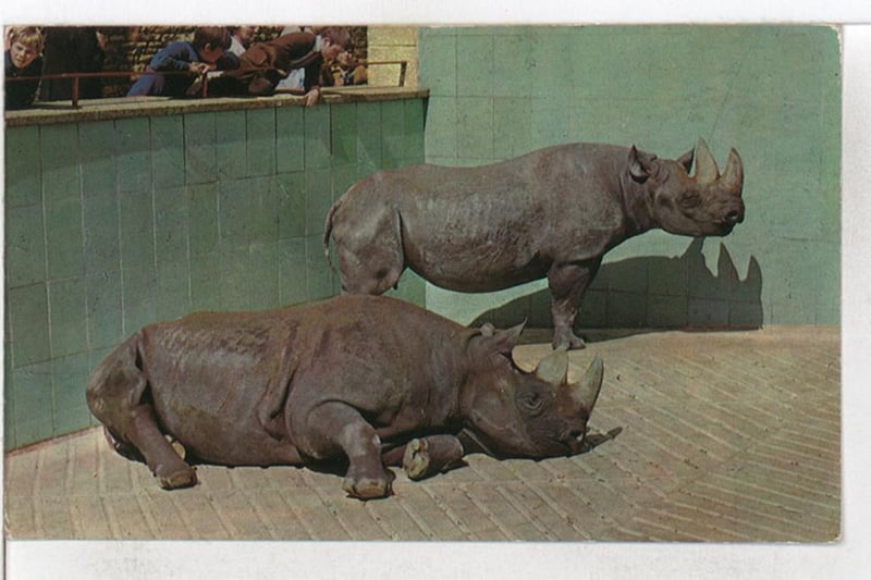Stephanie and Willy were the black rhinoceros from Kenya who lived at the zoo. Two black rhinoceros will come to live at Wild Place Project in 2024.
