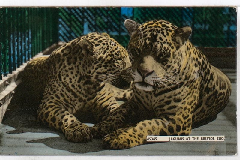These two jaguars were pictured in the zoo in the 1960s