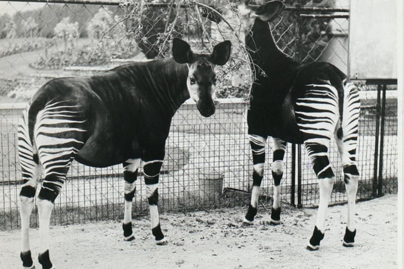 In early 1960s, the zoo  became the first in the UK  to home Okapi. In 2009 a calf was born thanks to the zoo’s breading programme.
