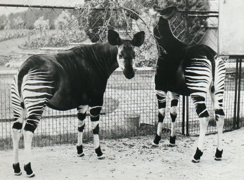 In early 1960s, the zoo  became the first in the UK  to home Okapi. In 2009 a calf was born thanks to the zoo’s breading programme.
