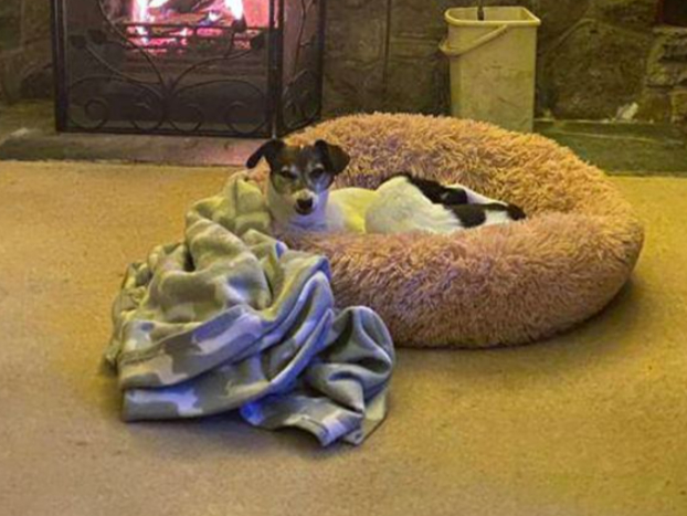 Sugar is looking for a home together with her Mum, Lady. She is house trained but can have a little accident if she feels nervous. These girls need to be the only pets in the home, and will need to be separated for eating. Children of high school age should be fine.