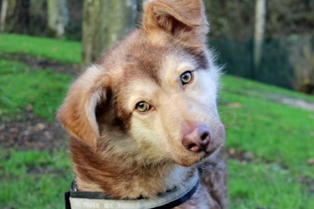 Otis is a young Siberian Husky who needs a family who are willing and able to take on and match his energy levels! He can’t live with cats but could live with children of high school age.