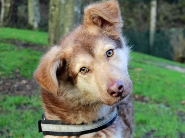 Otis is a young Siberian Husky who needs a family who are willing and able to take on and match his energy levels! He can’t live with cats but could live with children of high school age.