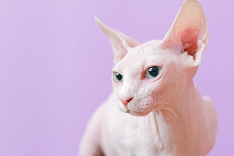 Sphynx cats are famous for being hairless but they do have a peach-fuzz like coat. They are the top choice for people with cat allergies or if they prefer a breed that won’t leave fur all over the upholstery in the house.  