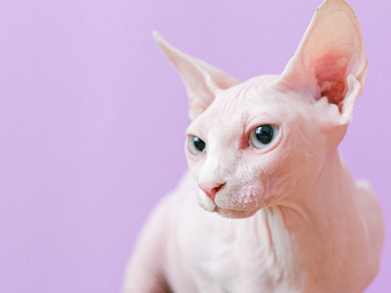 Sphynx cats are famous for being hairless but they do have a peach-fuzz like coat. They are the top choice for people with cat allergies or if they prefer a breed that won’t leave fur all over the upholstery in the house.  