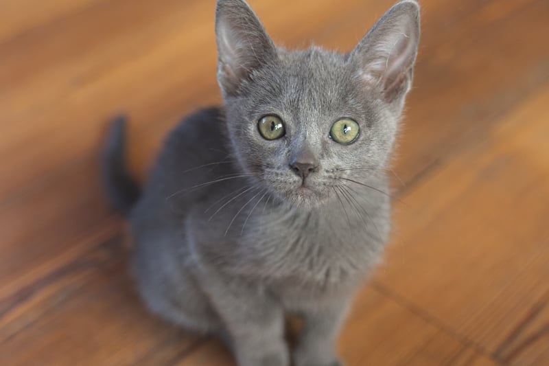 Burmese cats  have short and fine fur and so, shed less as well. They are also affectionate towards their humans and some can even be trained to do things. However, just like all cats they do like having boundaries. 
