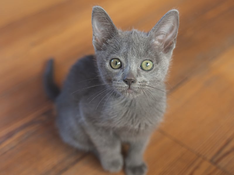 Burmese cats  have short and fine fur and so, shed less as well. They are also affectionate towards their humans and some can even be trained to do things. However, just like all cats they do like having boundaries. 