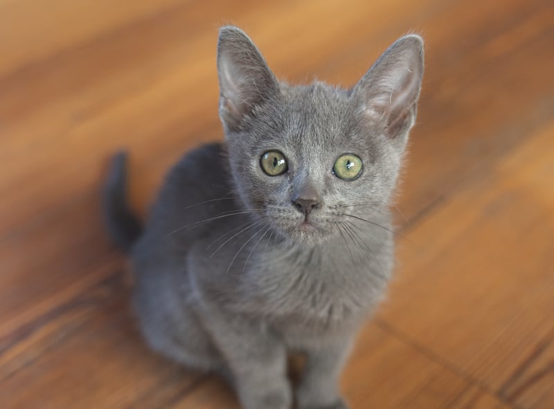 Burmese cats  have short and fine fur and so, shed less as well. They are also affectionate towards their humans and some can even be trained to do things. However, just like all cats they do like having boundaries. 