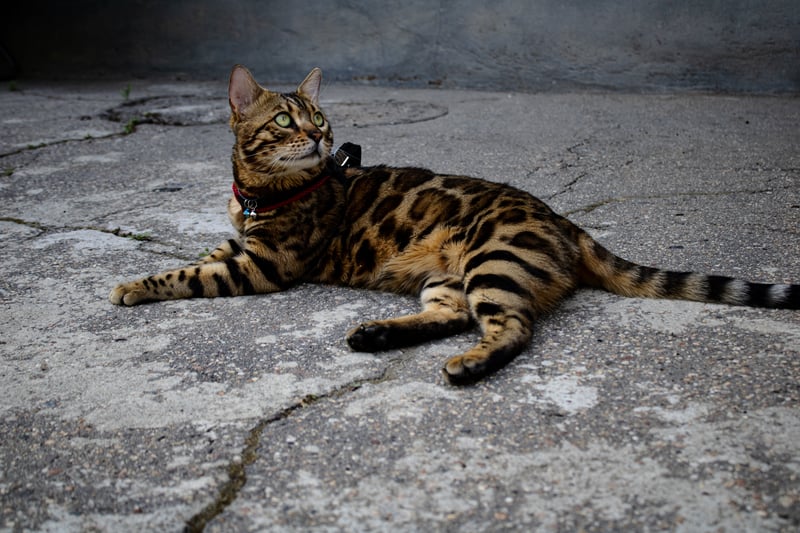 Bengal cats are smart and agile. They can be trained if you try hard enough. Known for their incredible coats that make them look like leopards, these are low shedding cats. They are ideal for an active household. 
