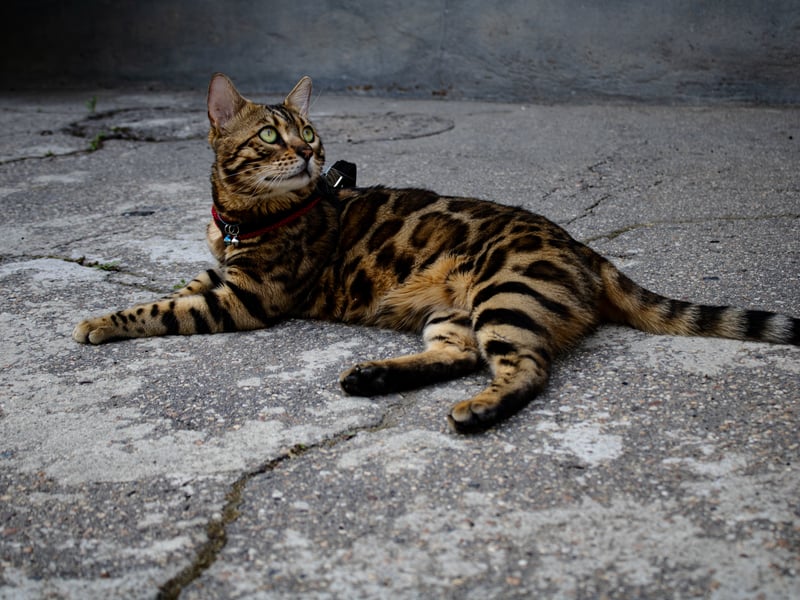 Bengal cats are smart and agile. They can be trained if you try hard enough. Known for their incredible coats that make them look like leopards, these are low shedding cats. They are ideal for an active household. 