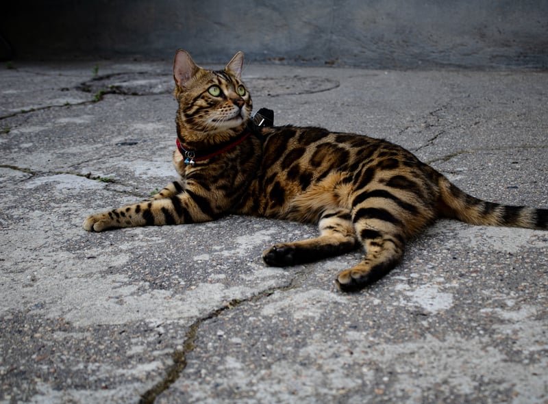Bengal cats are smart and agile. They can be trained if you try hard enough. Known for their incredible coats that make them look like leopards, these are low shedding cats. They are ideal for an active household. 