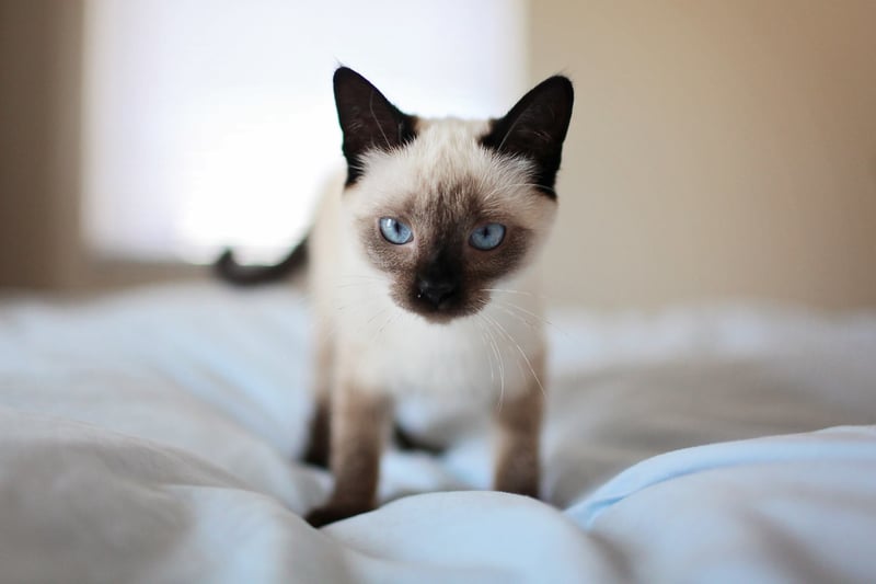 Siamese cats don’t need a ton of maintenance for their coats. If brushed to remove the lose fur, they will shed minimally. This is a loving breed of cats that likes chatting with humans. 