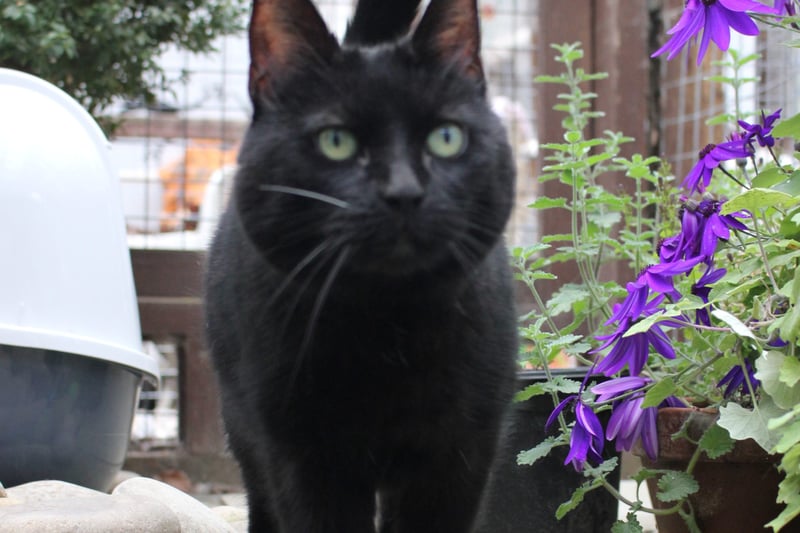 Bella has become a long-term member of the Liverpool cattery, having been there for three years. She does have health problems but is a lovely cat.