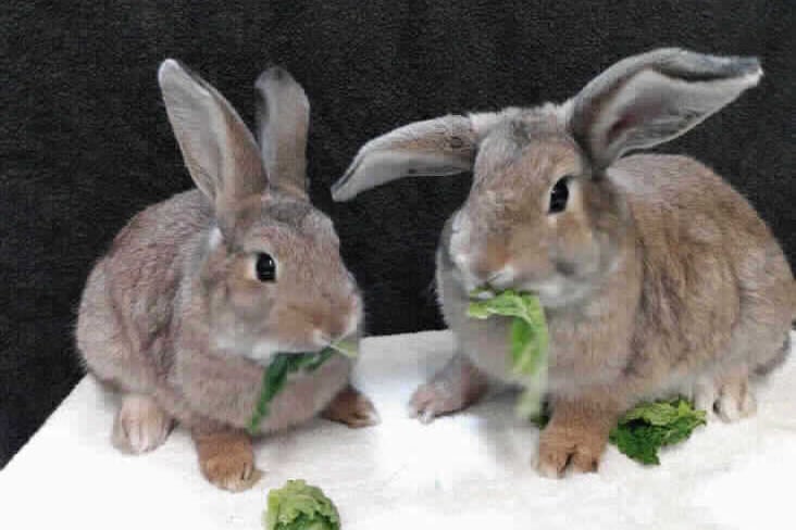 Barley & Rye are Agouti bunnies. Both boys are super friendly and come hopping over to greet the centre staff. They love having fuss and are good being handled. (Photo - RSPCA)