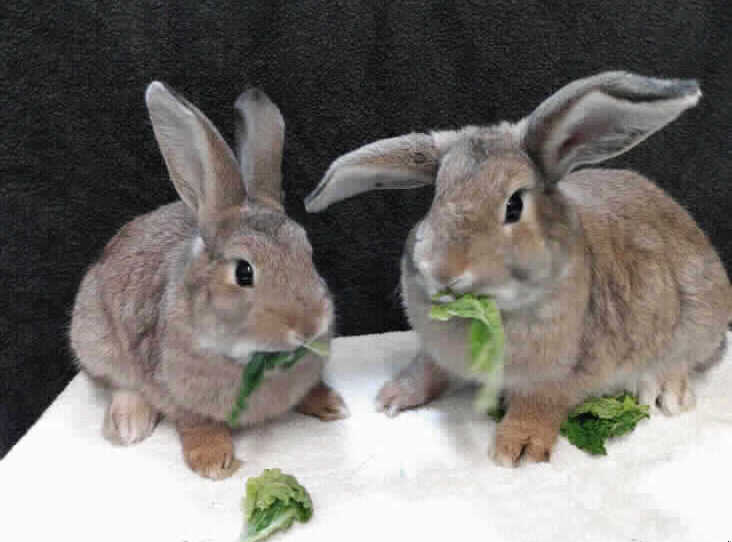 Barley & Rye are Agouti bunnies. Both boys are super friendly and come hopping over to greet the centre staff. They love having fuss and are good being handled. (Photo - RSPCA)